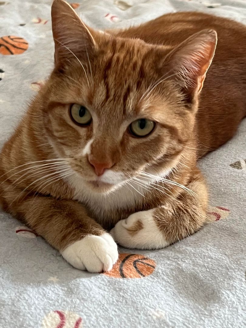 Enlarge Tex, a Adoptable mixed breed in Butte, MT image 2/6