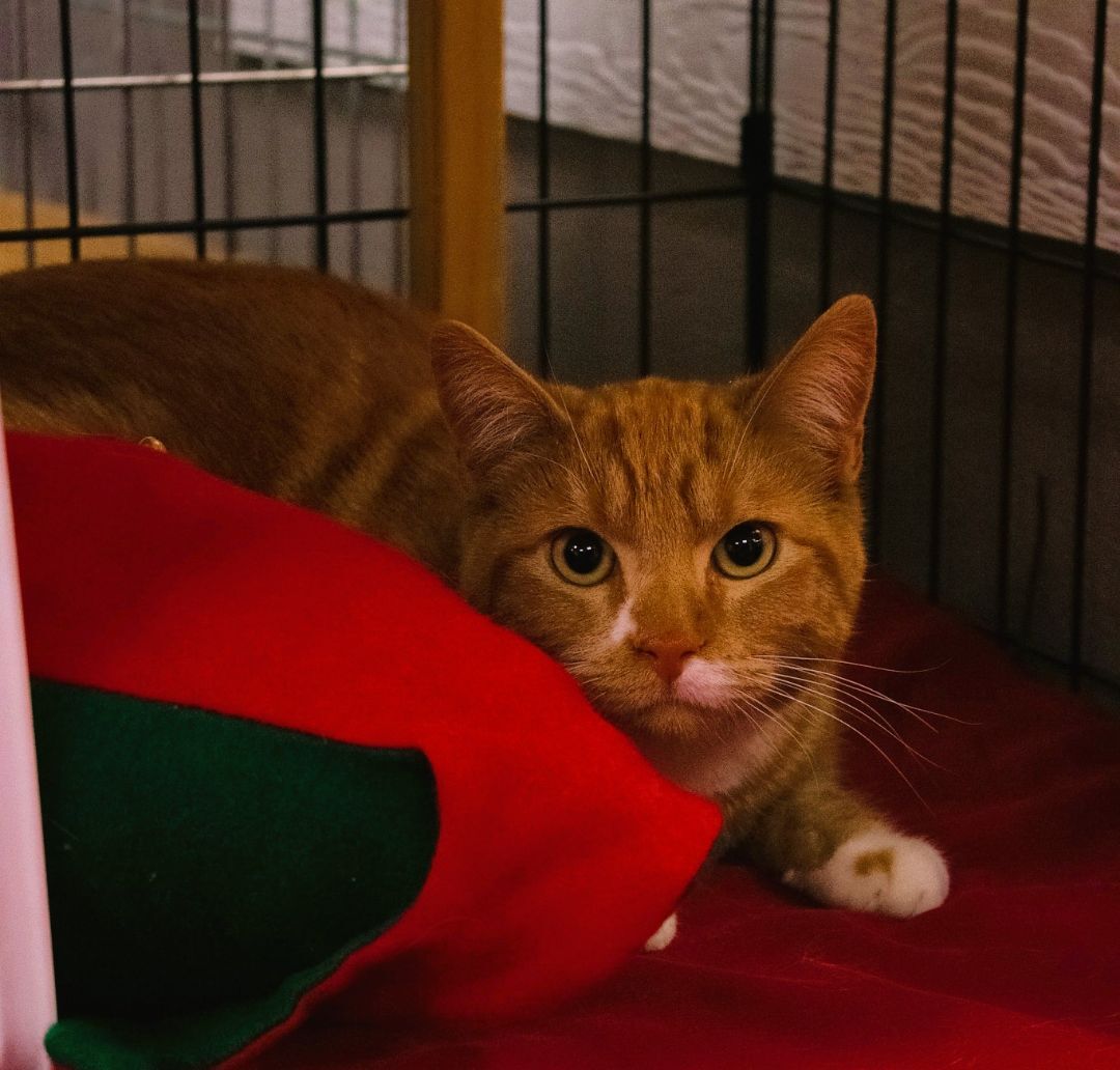 Enlarge Tex, a Adoptable mixed breed in Butte, MT image 5/6