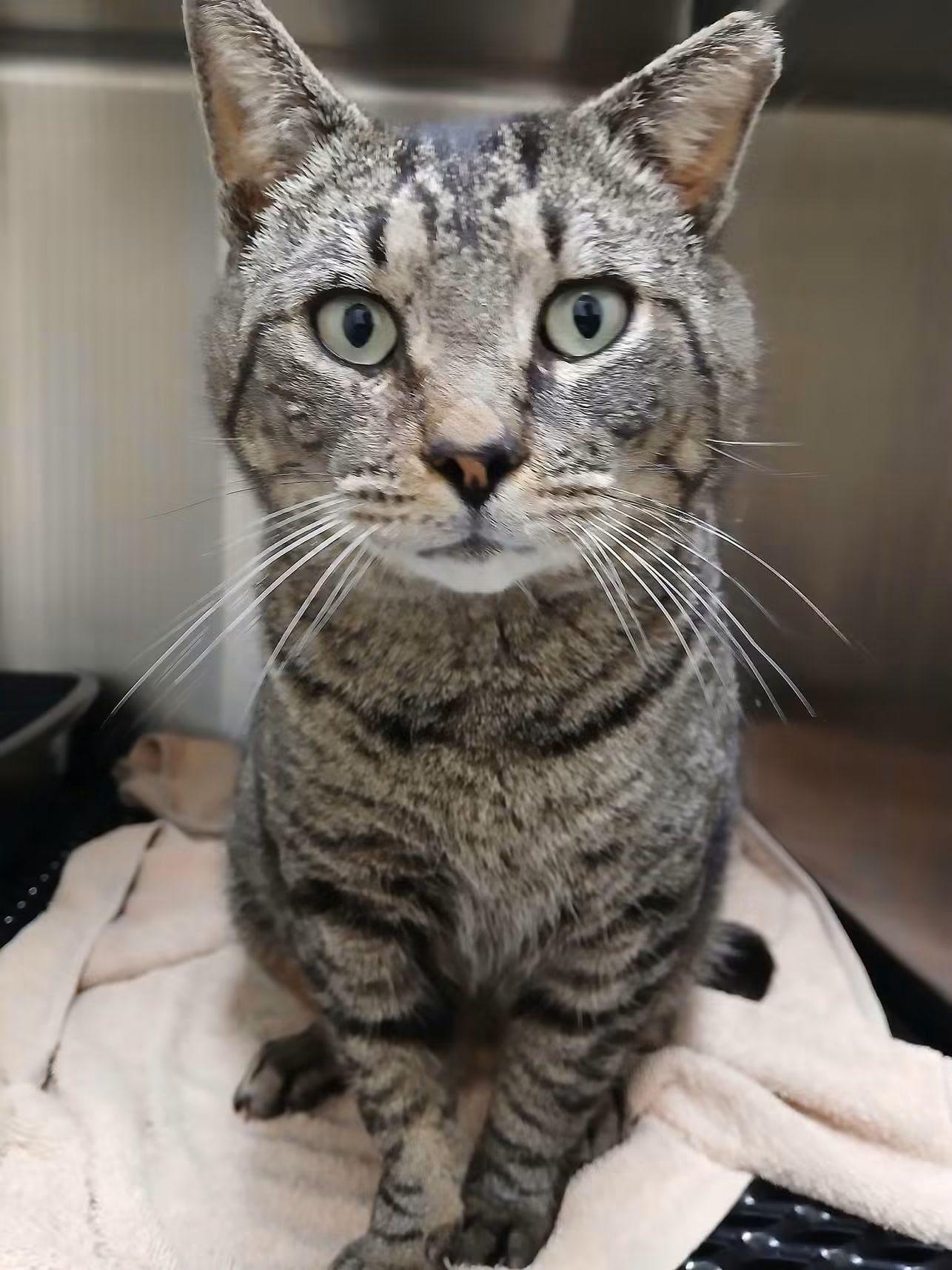 Larry, Adoptable, Adult Male Tabby.