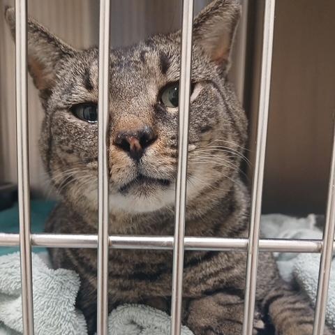 Larry, Adoptable, Adult Male Tabby.