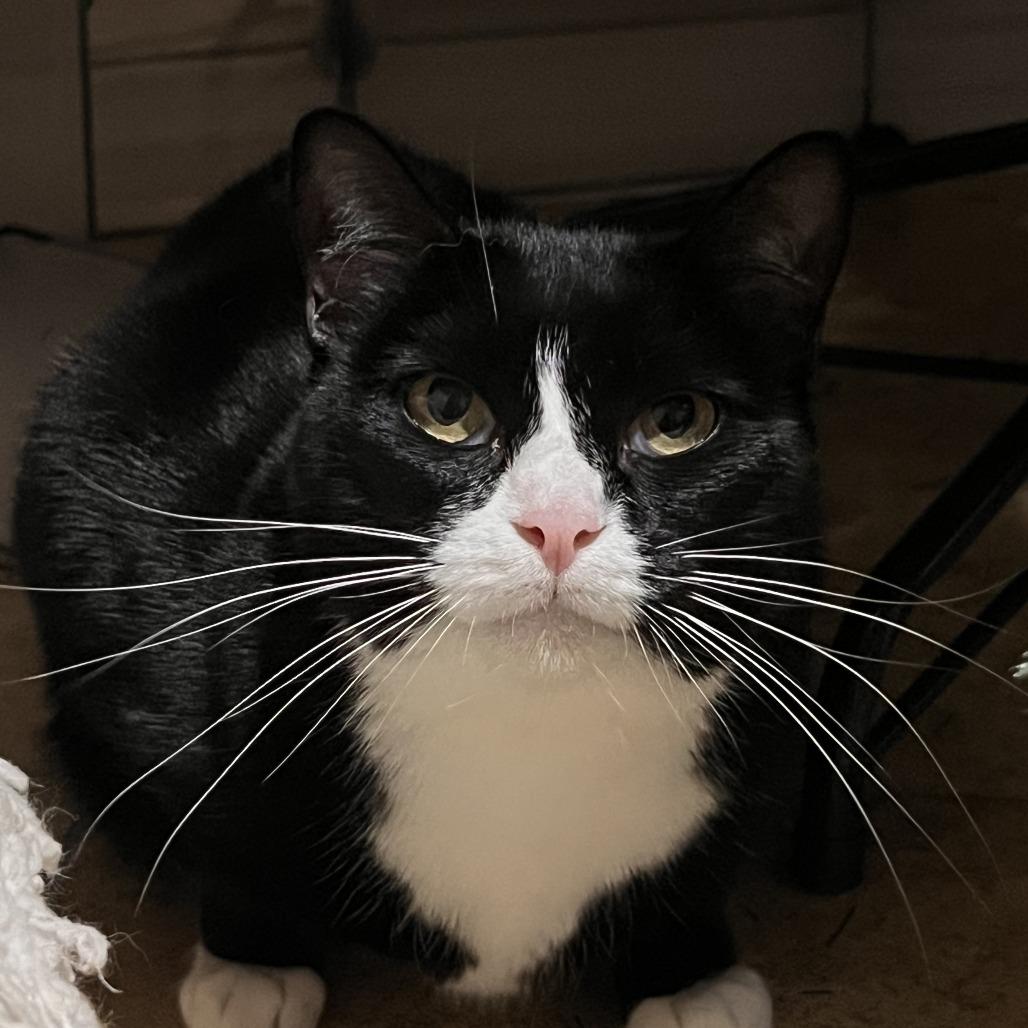 Enlarge Hazel, a Adoptable Domestic Short Hair in Temecula, CA image 1/1
