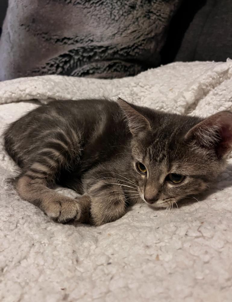 Nestor, Adoptable, Kitten Female Domestic Short Hair.