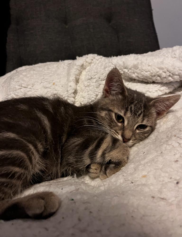 Enlarge Nestor, a Adoptable mixed breed in Wheaton, IL image 2/3