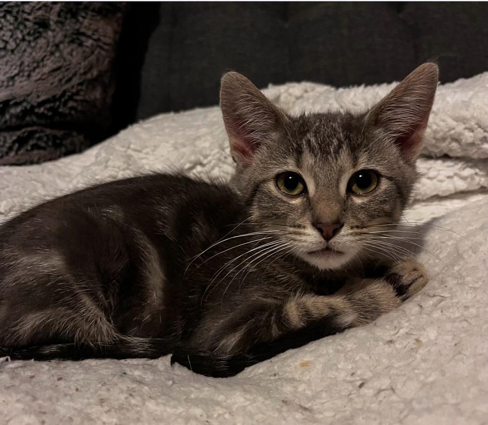 Enlarge Nestor, a Adoptable mixed breed in Wheaton, IL image 3/3