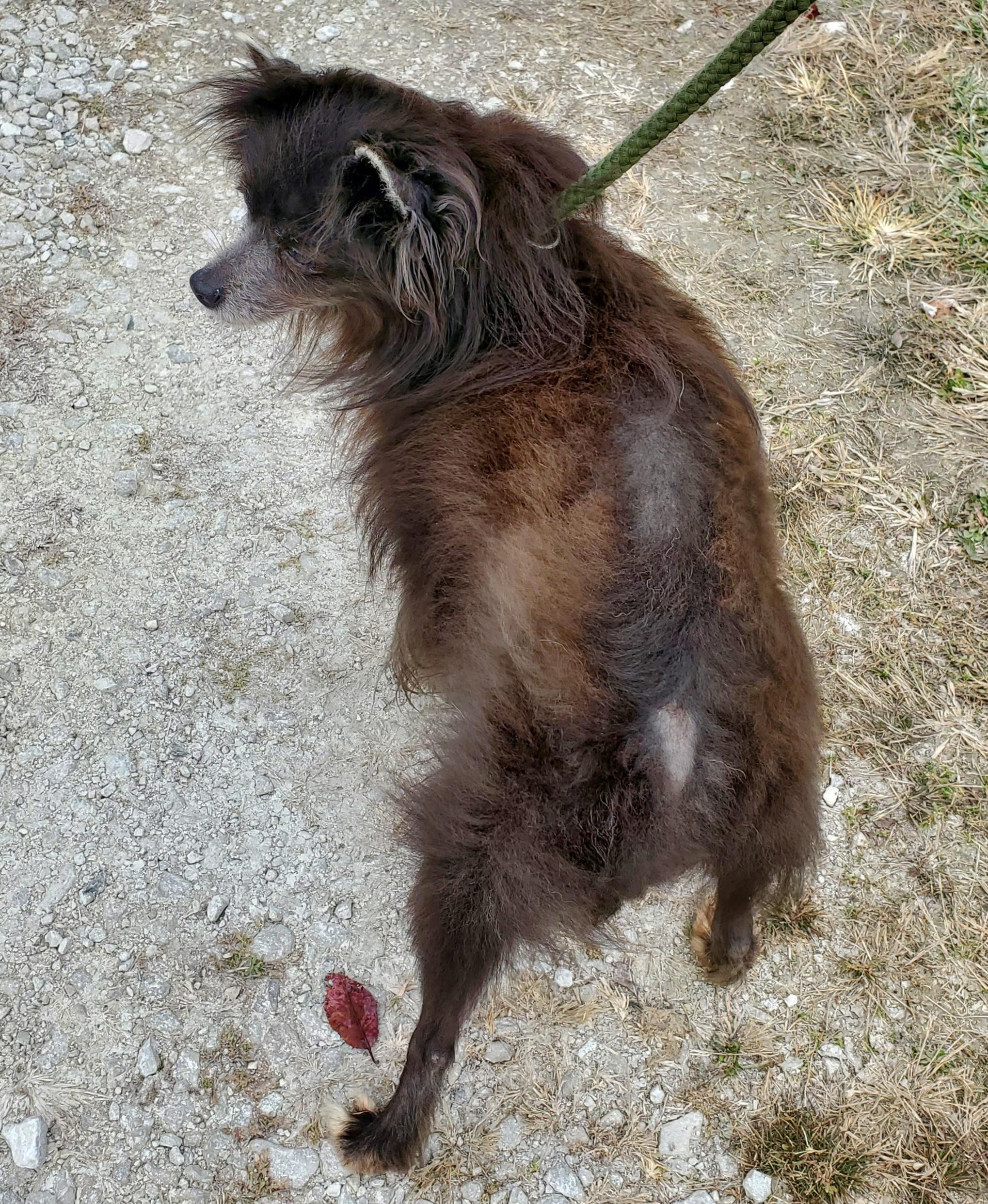 Enlarge Barry (Bear Bear), a Adoptable Pomeranian in Terre Haute, IN image 2/4