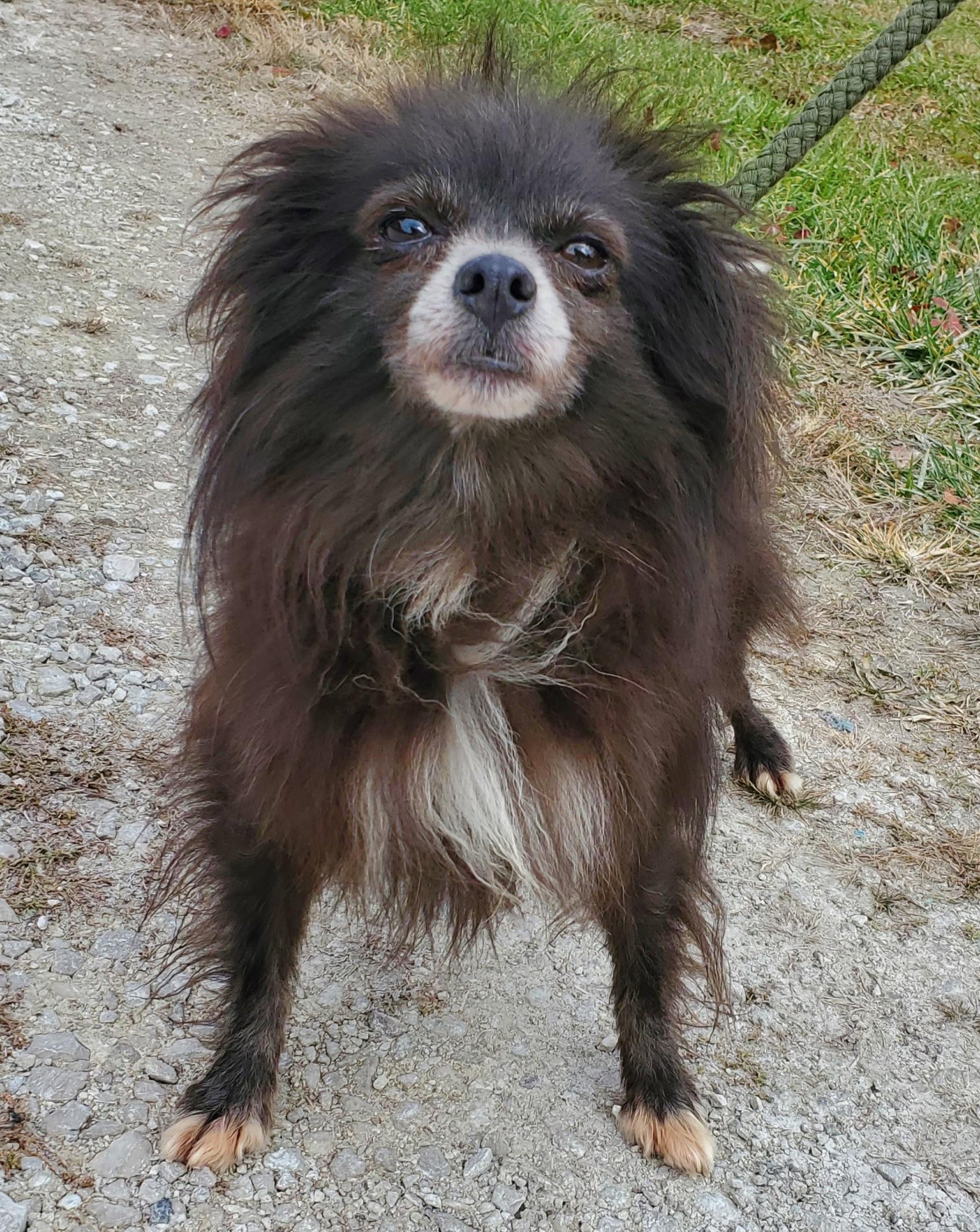 Enlarge Barry (Bear Bear), a Adoptable Pomeranian in Terre Haute, IN image 3/4
