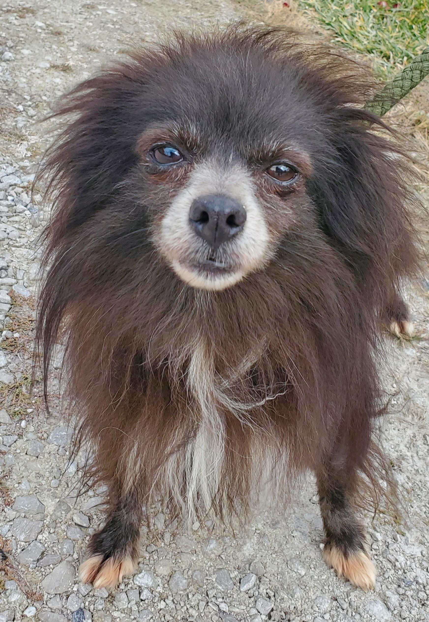 Barry (Bear Bear), Adoptable, Adult Male Pomeranian.