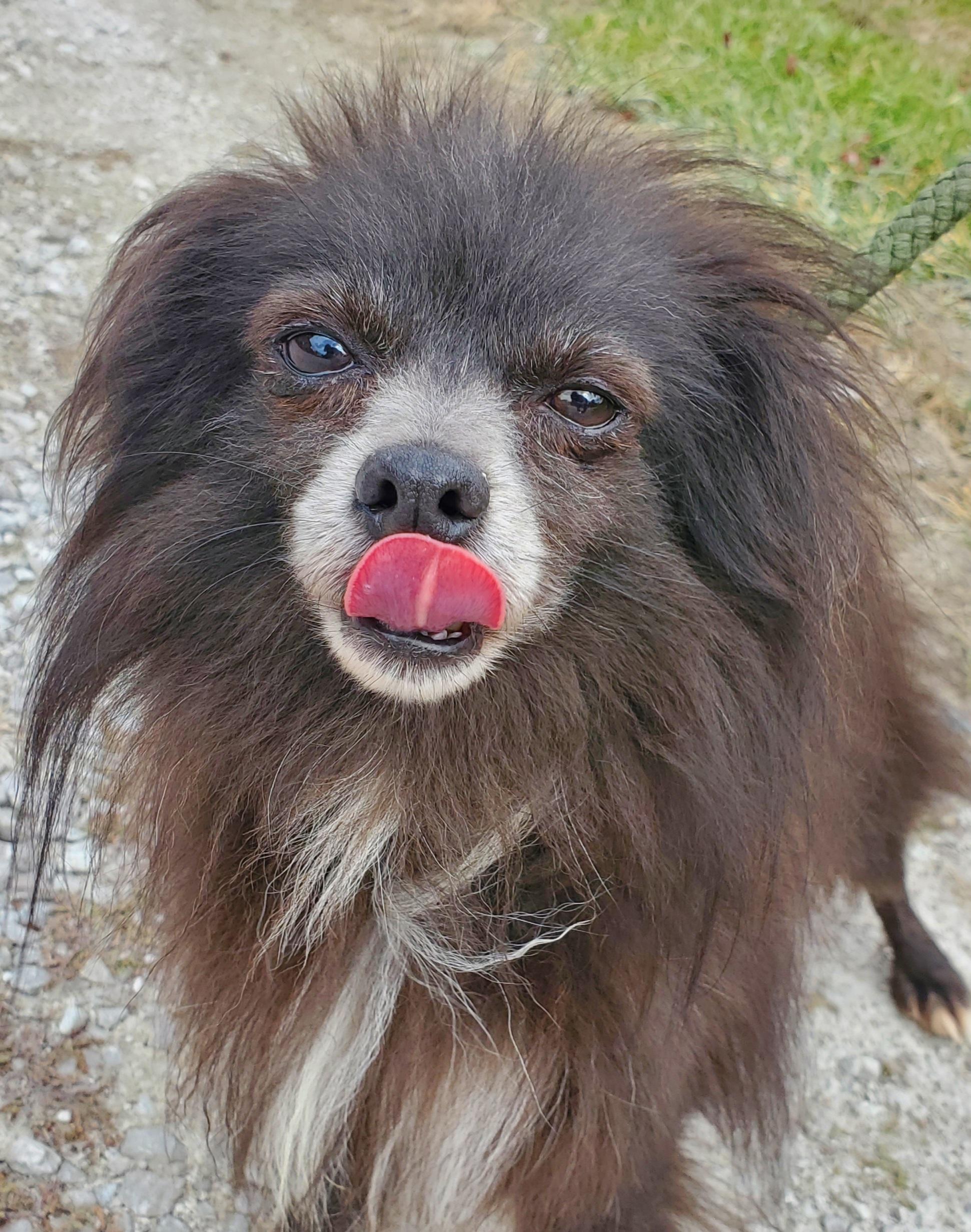 Enlarge Barry (Bear Bear), a Adoptable Pomeranian in Terre Haute, IN image 4/4