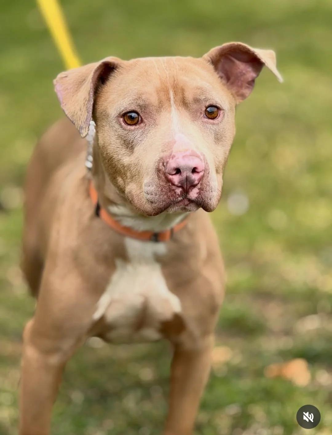 Enlarge AUSTIN, a ADOPTABLE mixed breed in San Francisco, CA image 1/1