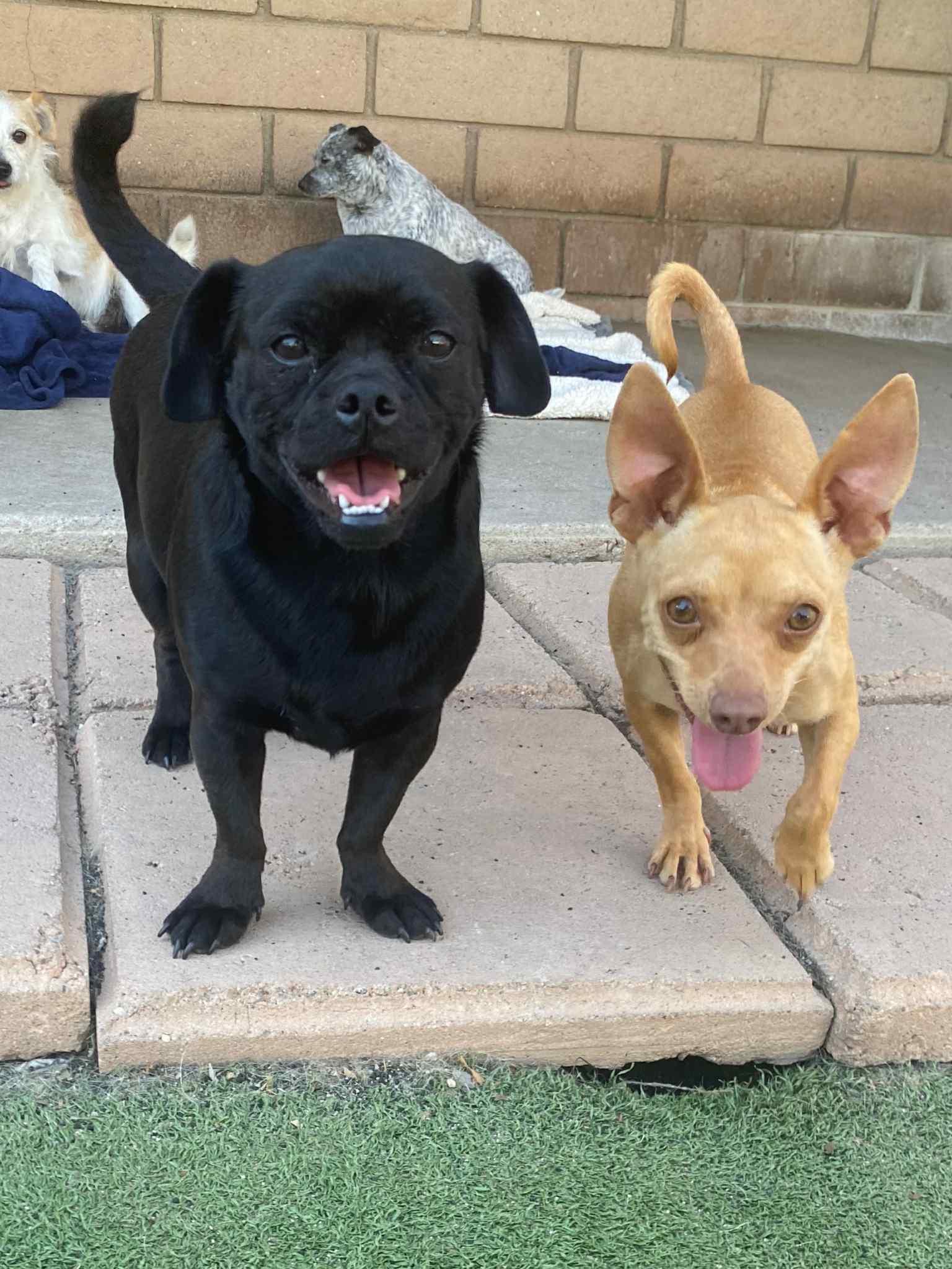 Apollo, Adoptable, Adult Male Pug.