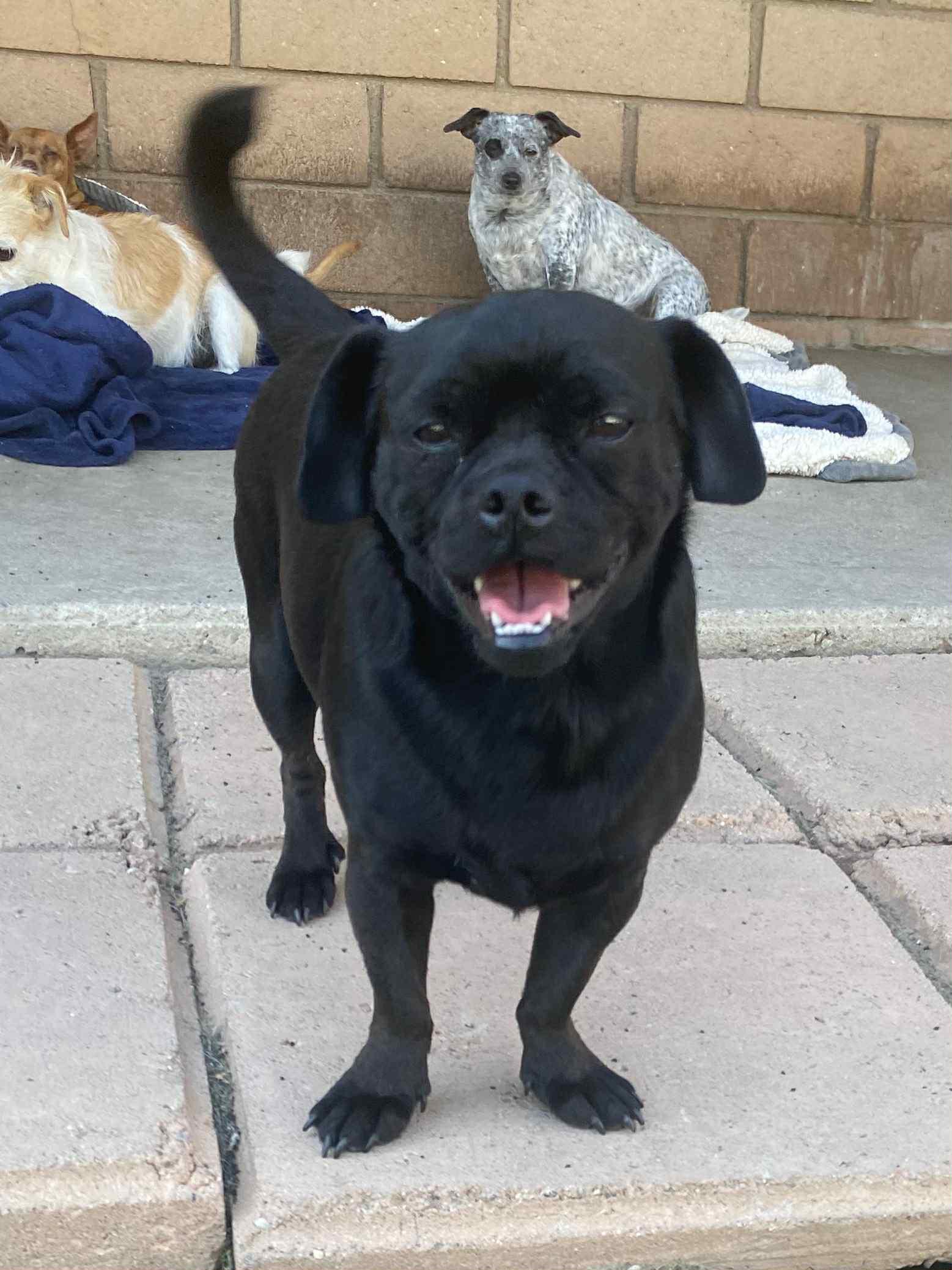 Apollo, Adoptable, Adult Male Pug.