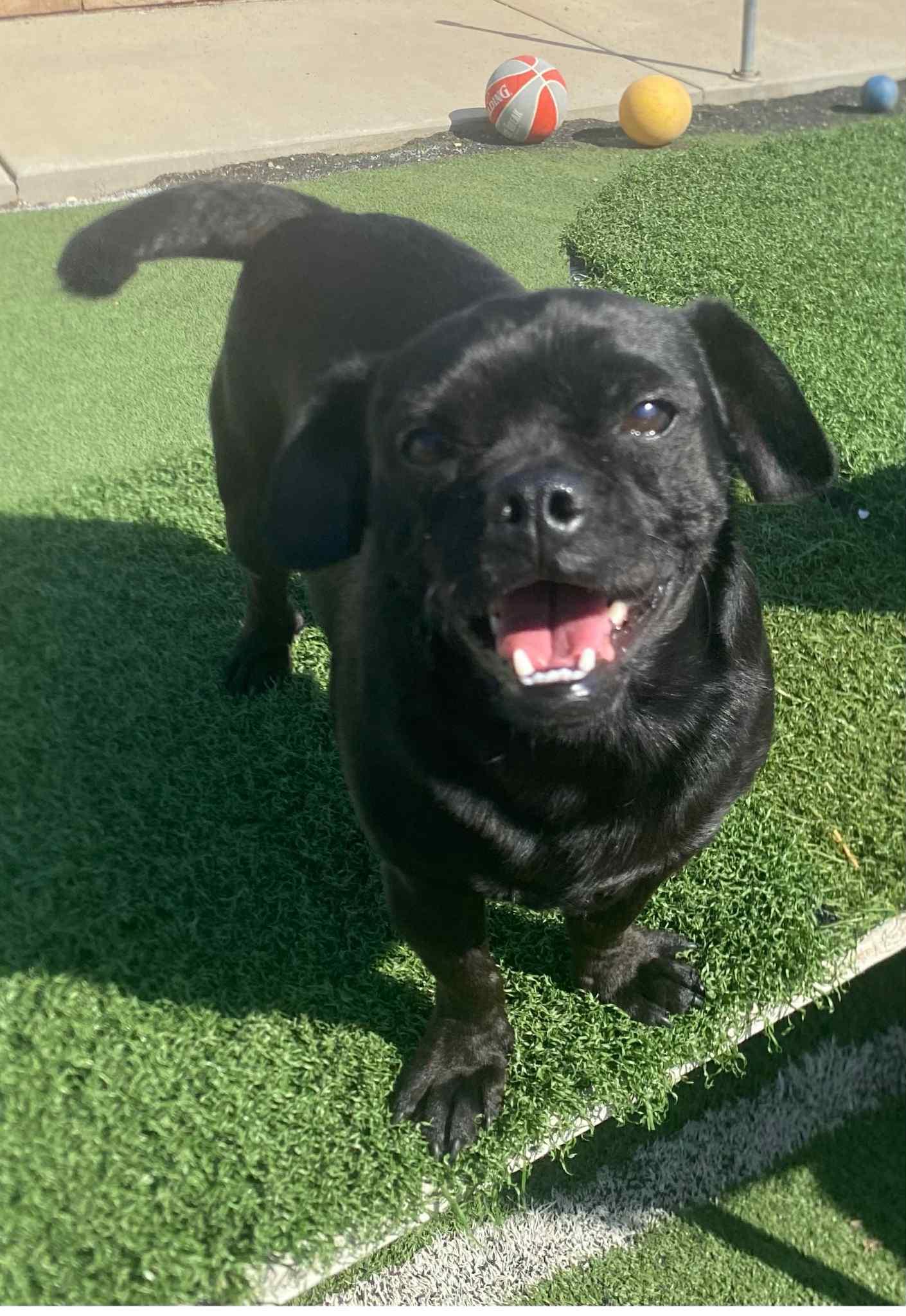 Enlarge Apollo, a Adoptable Pug in La Verne, CA image 2/3