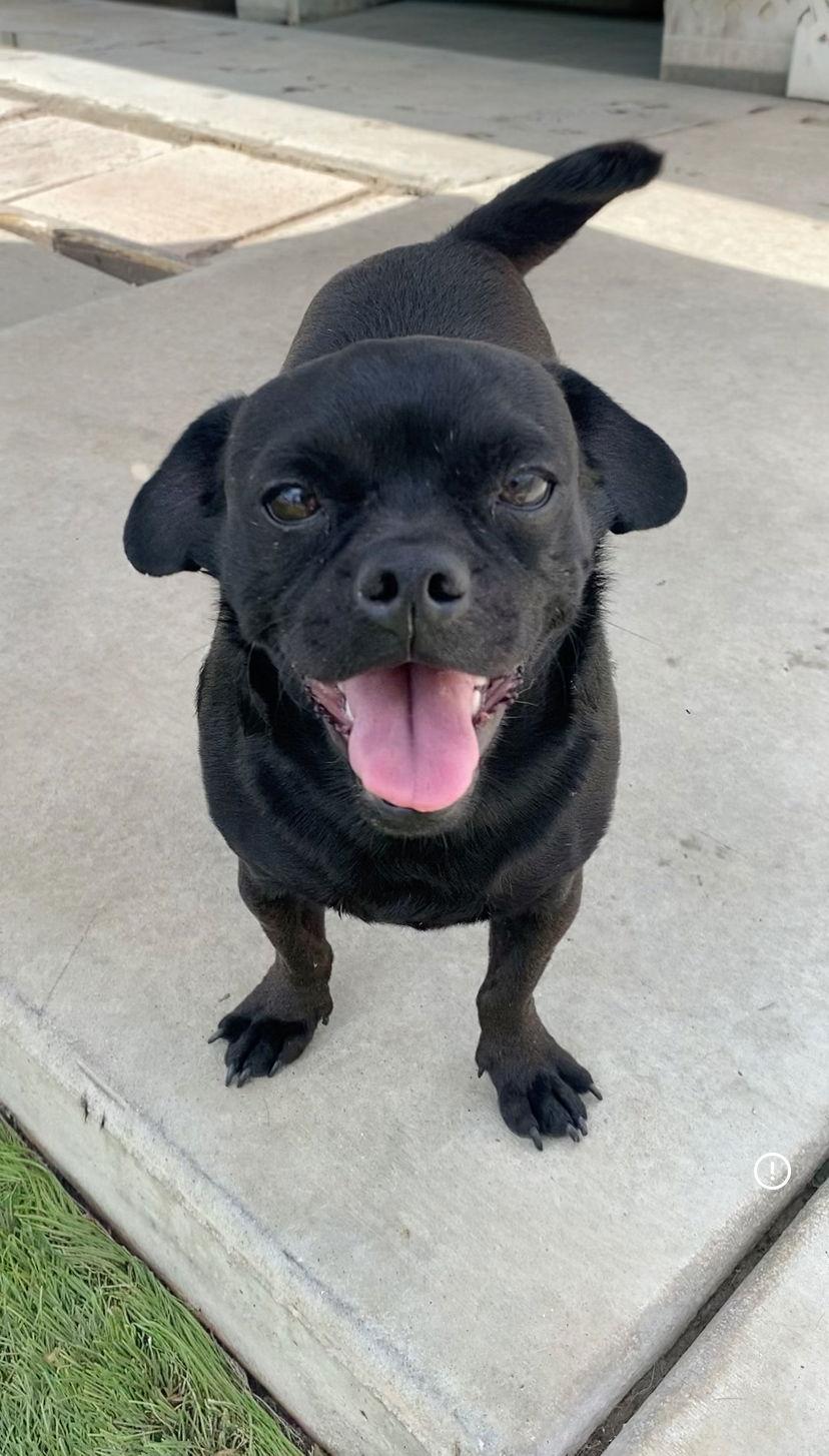 Enlarge Apollo, a Adoptable Pug in La Verne, CA image 3/3