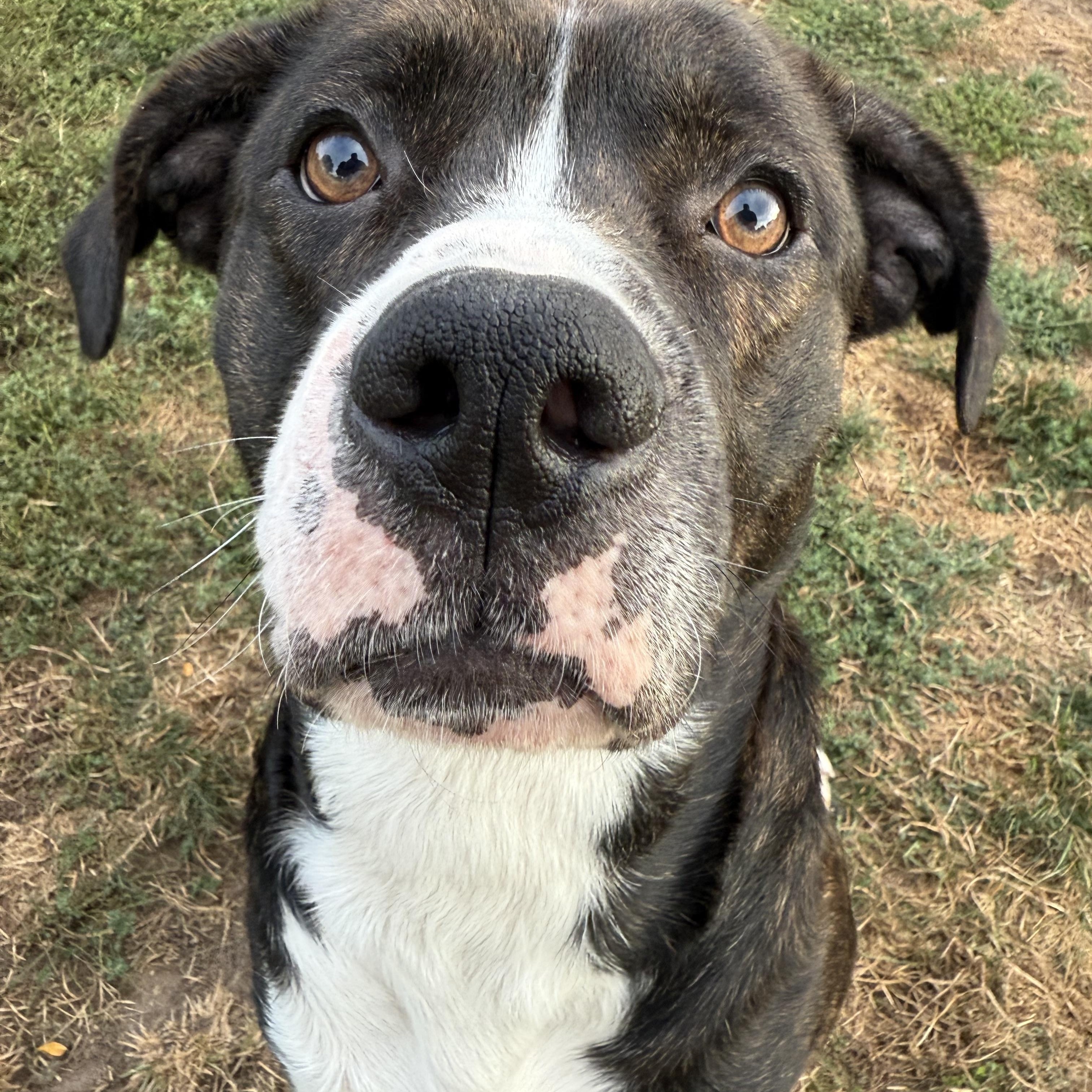 Jeter, Adoptable, Young Male Mixed Breed.