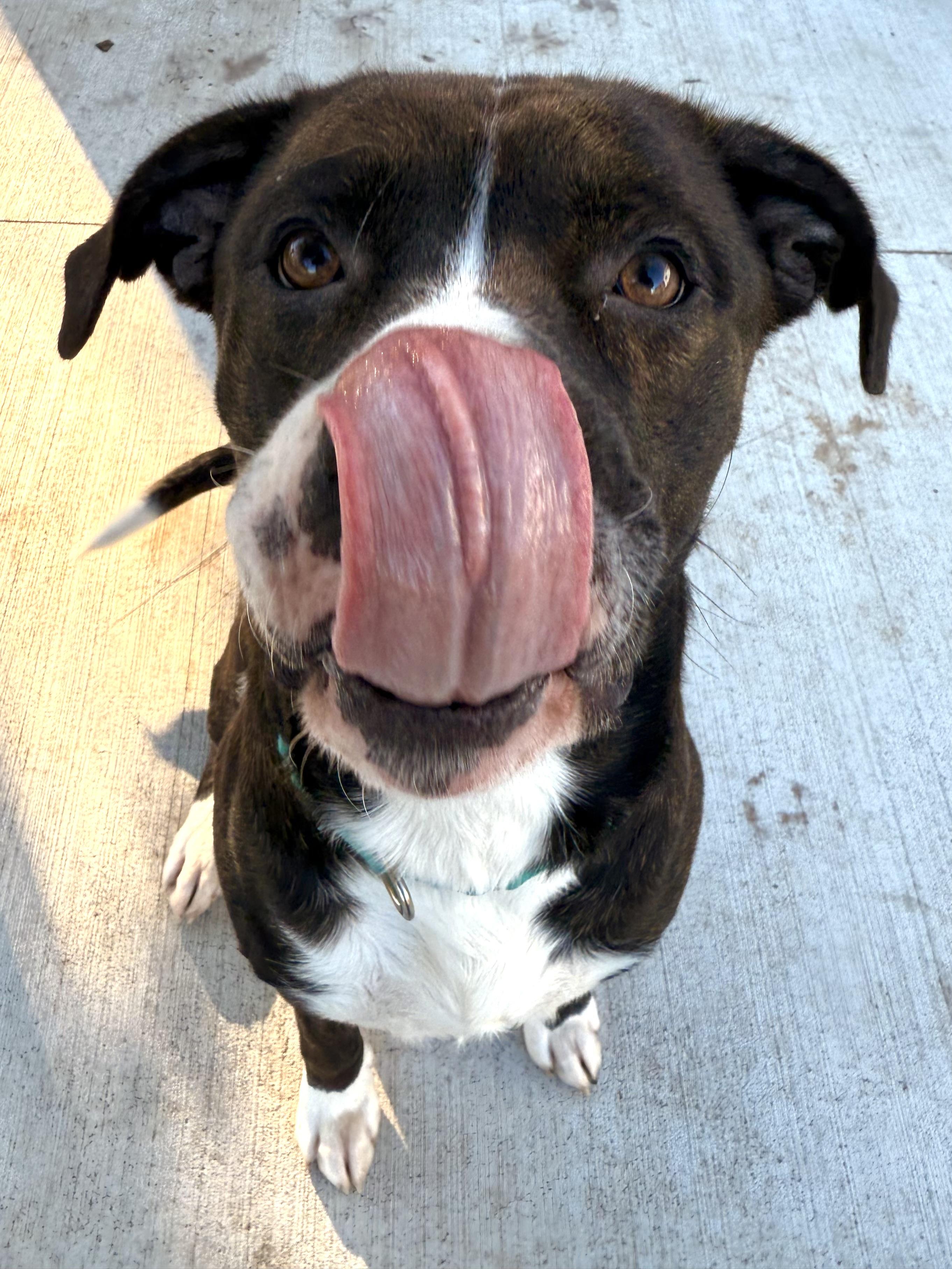 Jeter, a Adoptable mixed breed in Hilton, NY image 2/5