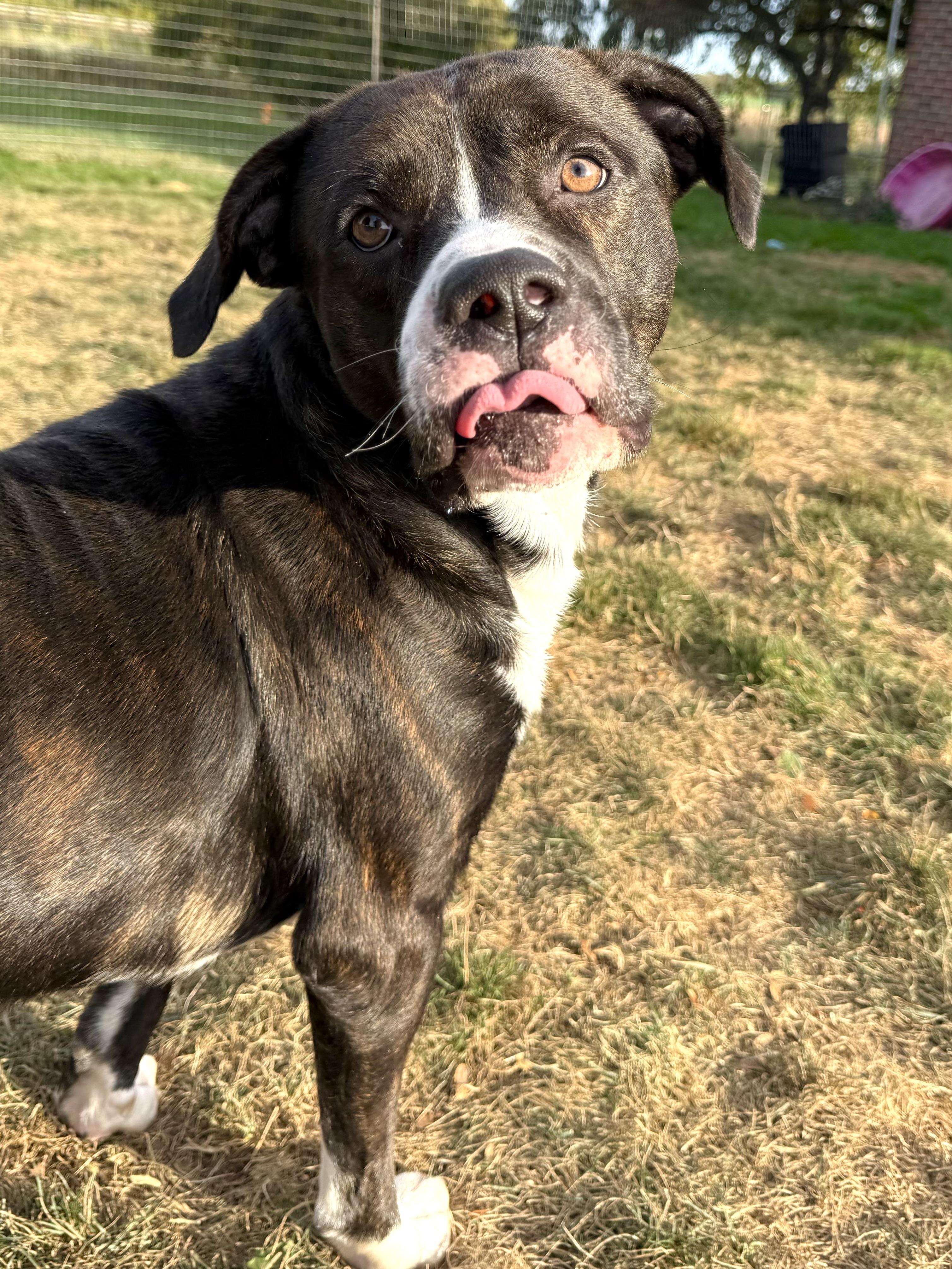 Jeter, a Adoptable mixed breed in Hilton, NY image 3/5