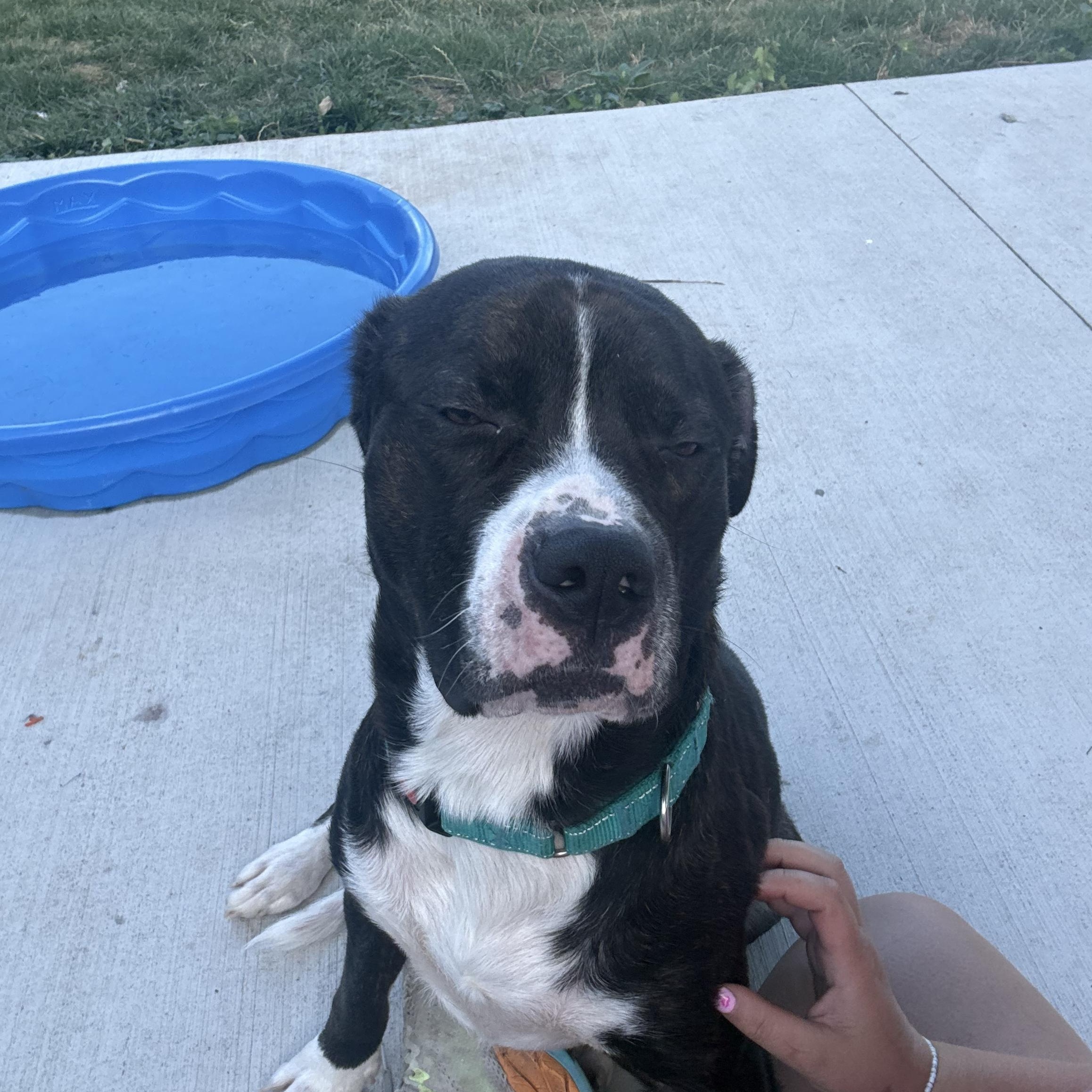 Jeter, a Adoptable mixed breed in Hilton, NY image 4/5