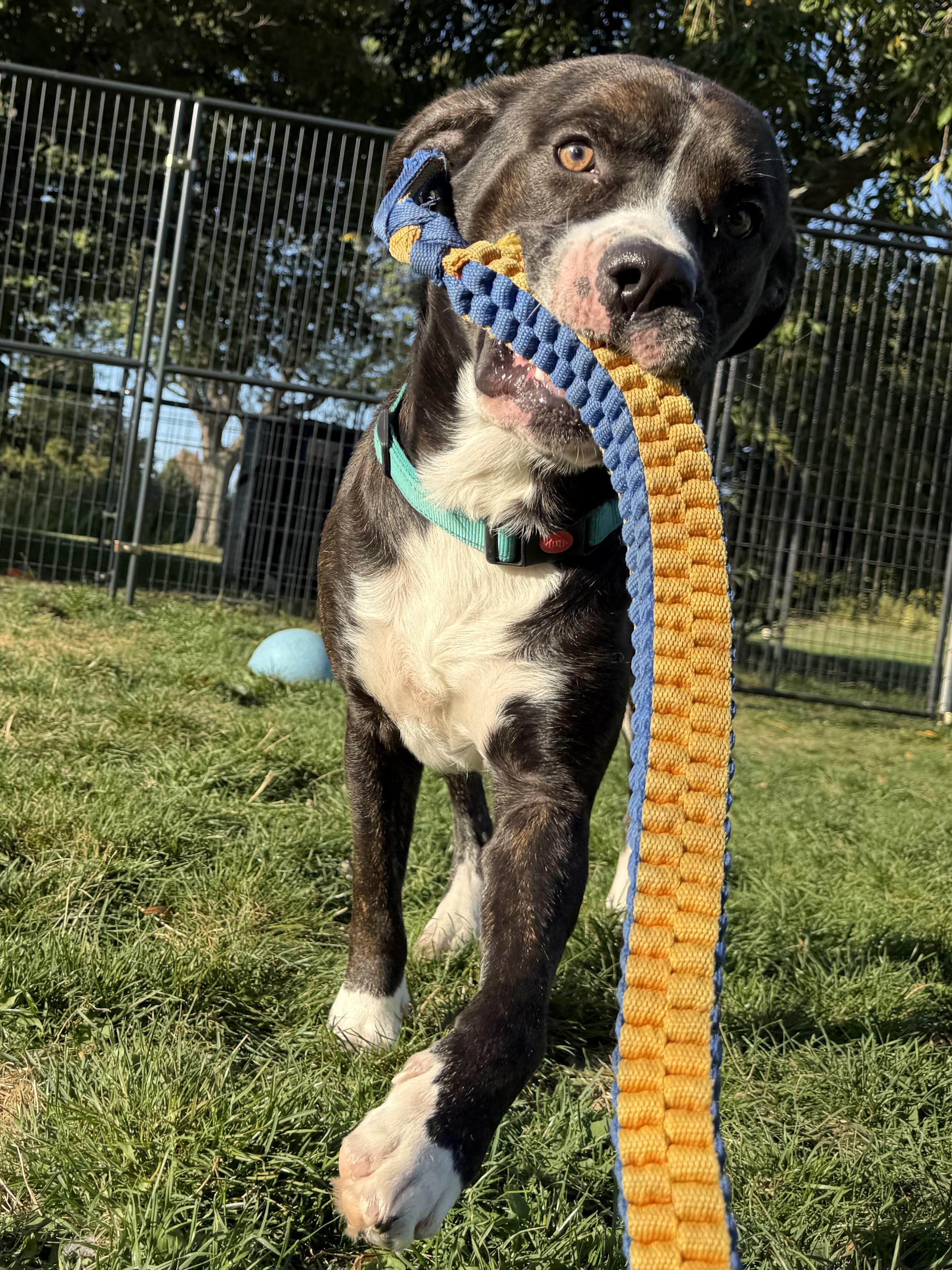 Jeter, a Adoptable mixed breed in Hilton, NY image 5/5