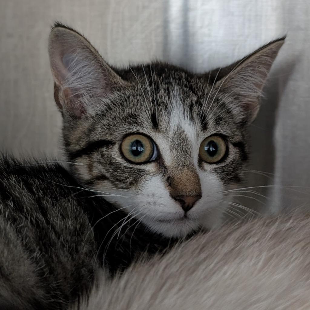 Penny, Adoptable, Kitten Female Domestic Short Hair.