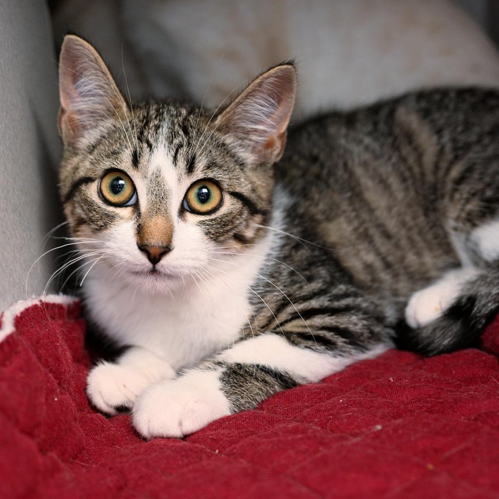 Enlarge Penny, a Adoptable mixed breed in Shoreline, WA image 2/2