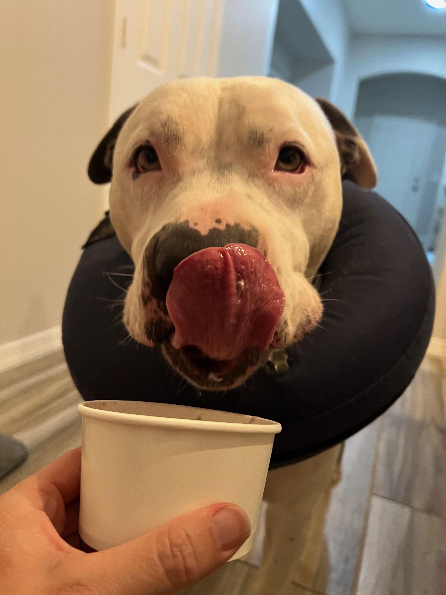 Zena, Adopted, Adult Female American Staffordshire Terrier & Pit Bull Terrier.