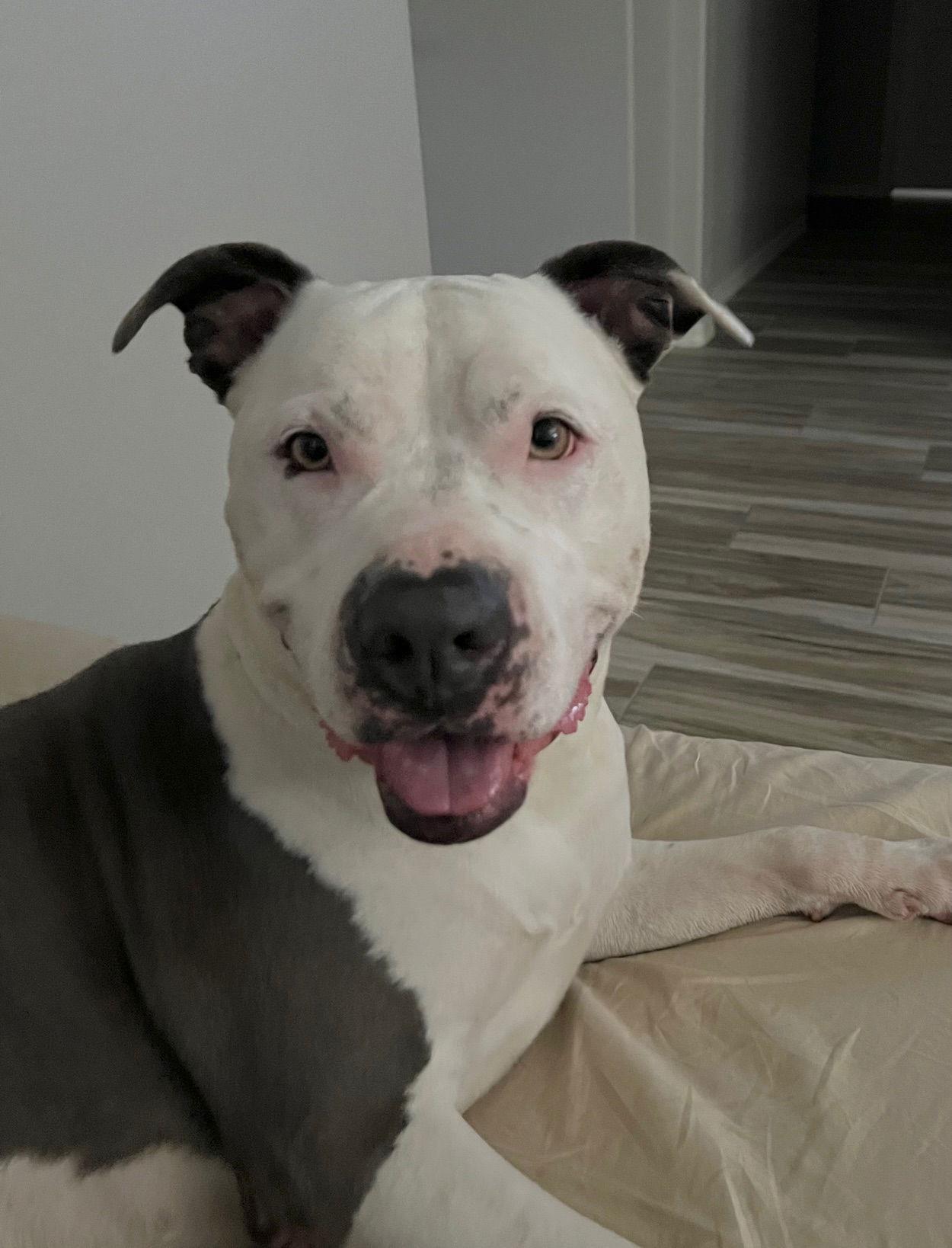 Enlarge Zena, a Adopted mixed breed in Phoenix, AZ image 2/3