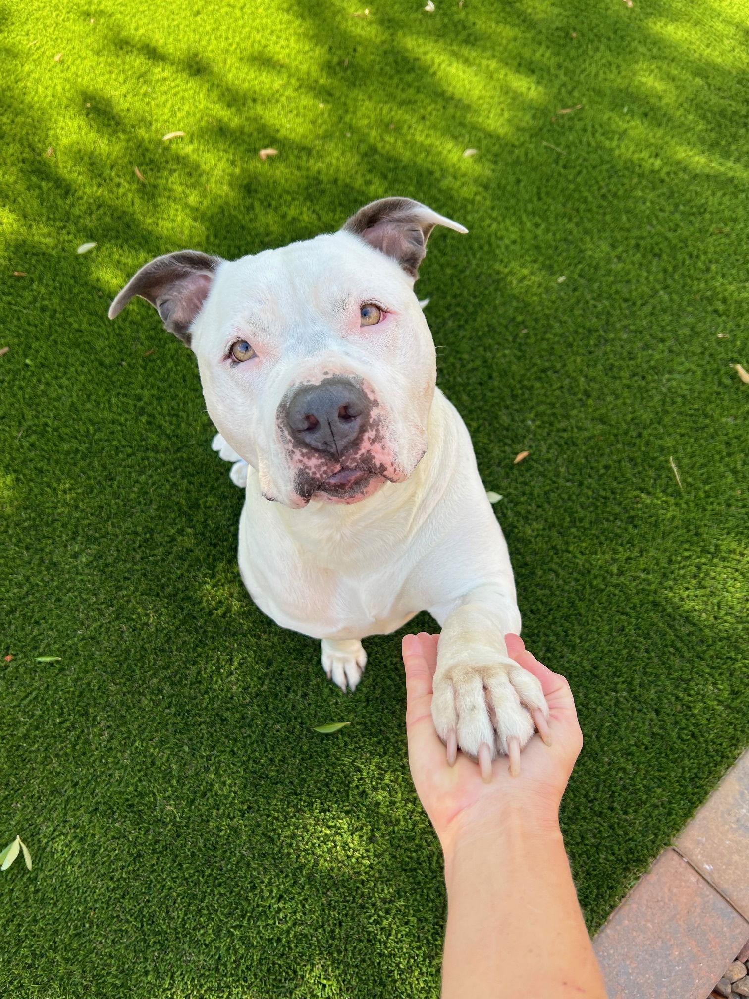 Enlarge Zena, a Adopted mixed breed in Phoenix, AZ image 3/3