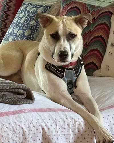 Surge, Adult Male Mixed Breed