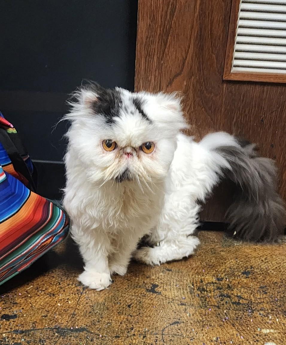 Enlarge Rajah, a Adoptable Persian in valparaiso, IN image 2/6