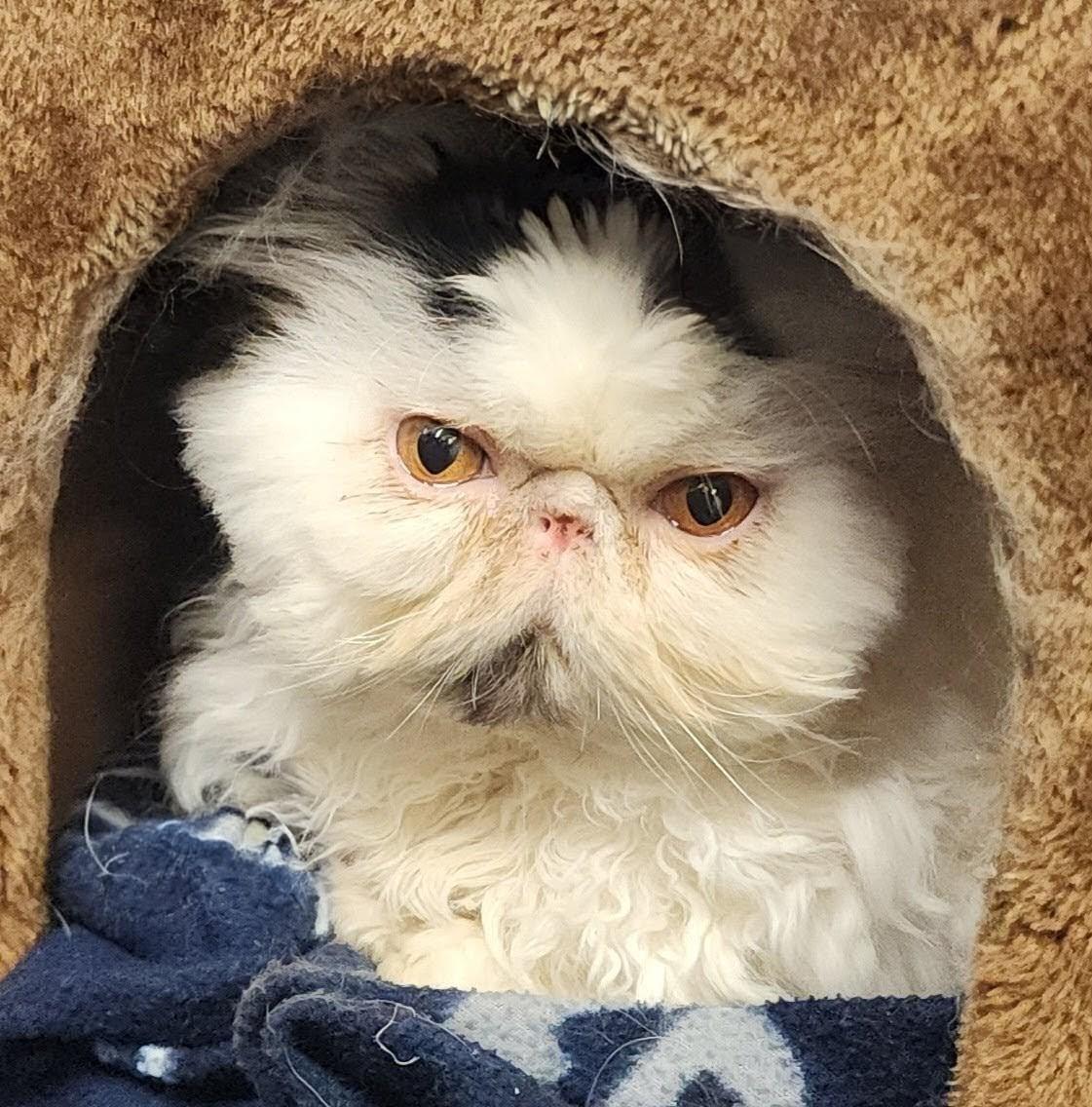 Enlarge Rajah, a Adoptable Persian in valparaiso, IN image 1/6