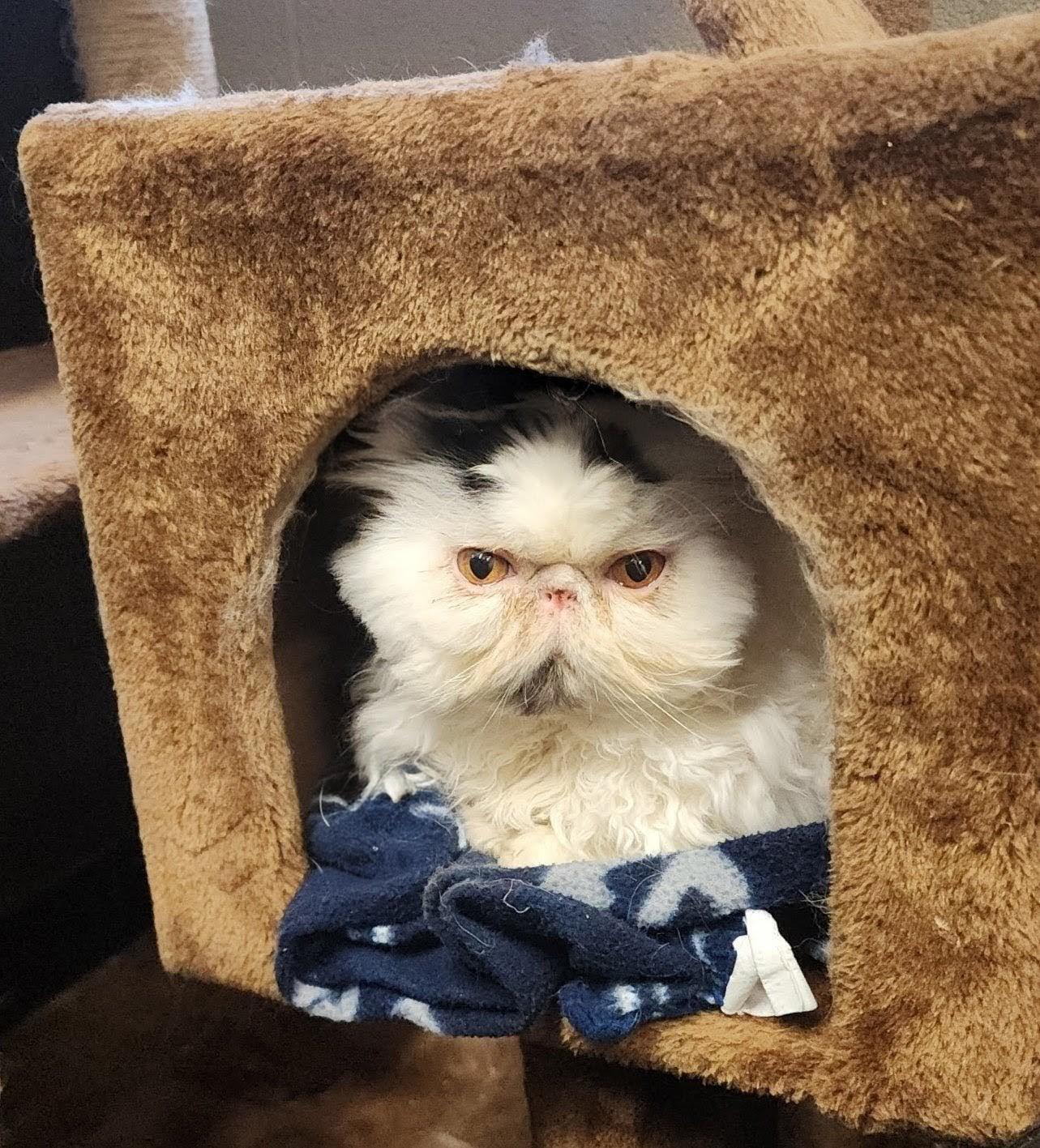 Enlarge Rajah, a Adoptable Persian in valparaiso, IN image 4/6