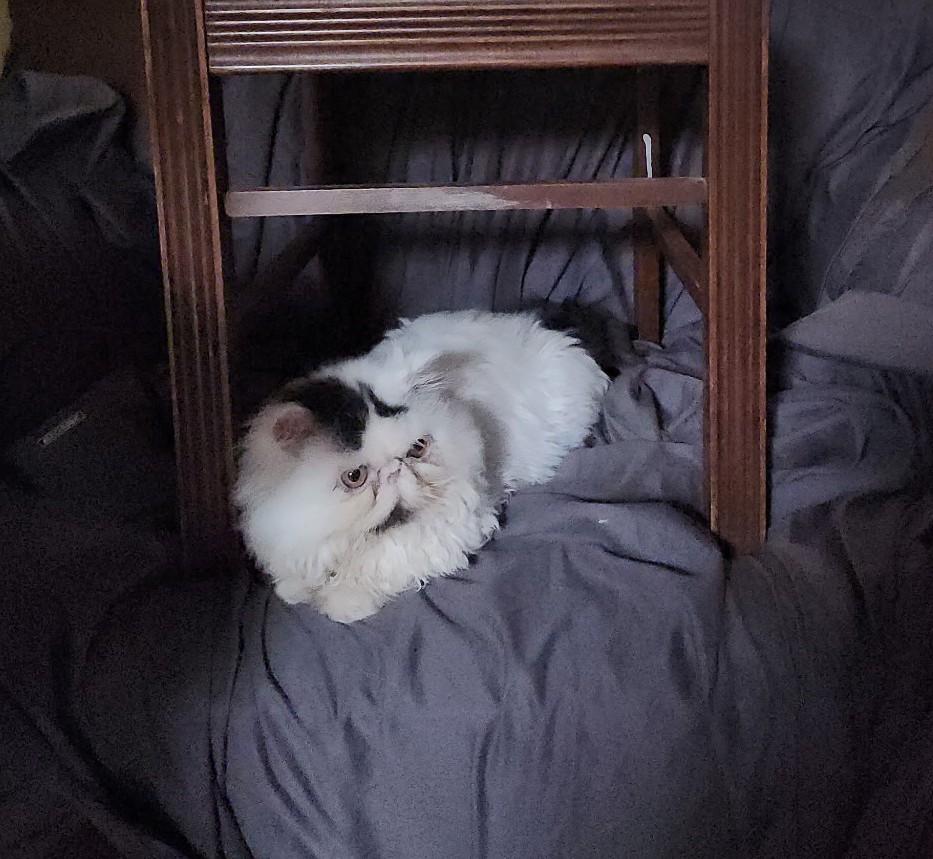 Enlarge Rajah, a Adoptable Persian in valparaiso, IN image 5/6