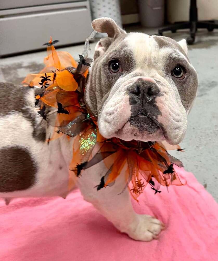 Cookie, a Adopted American Bulldog in Rathdrum, ID image 1/5