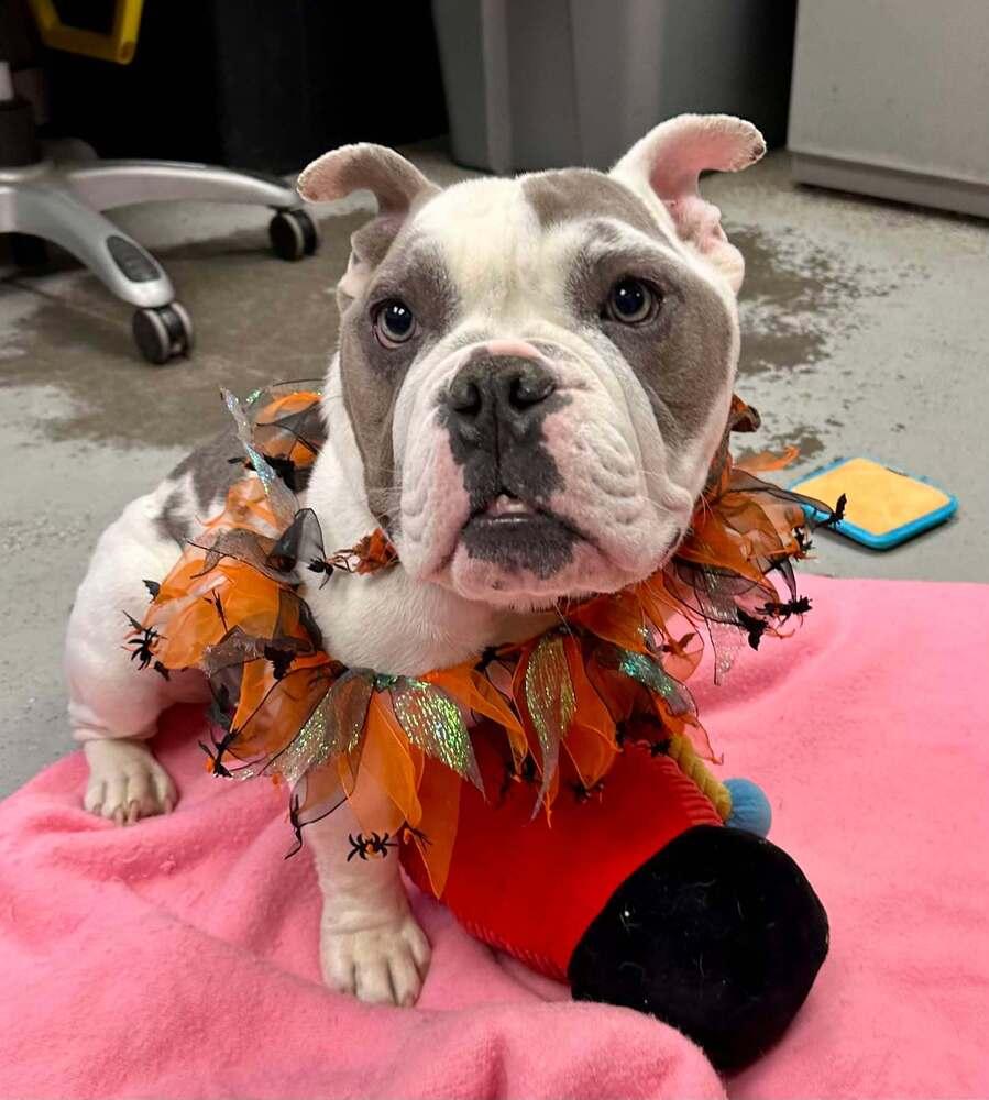 Cookie, a Adopted American Bulldog in Rathdrum, ID image 2/5