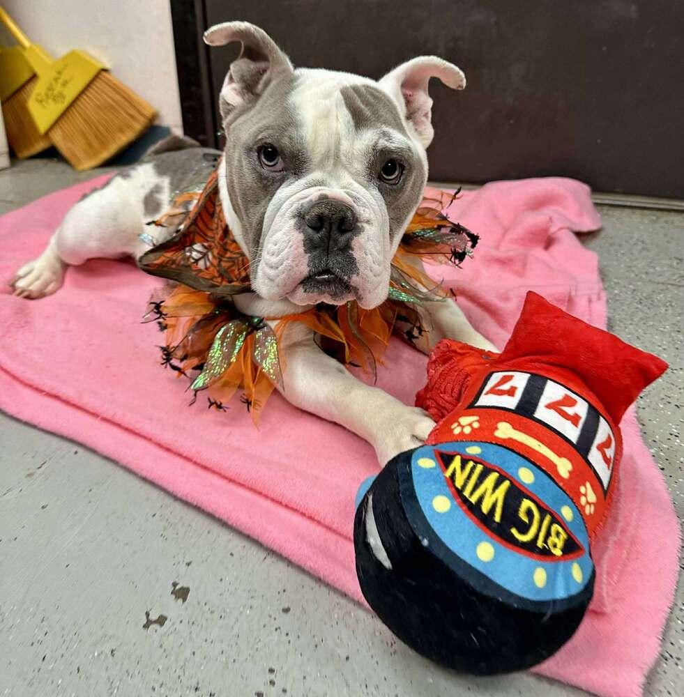 Cookie, a Adopted American Bulldog in Rathdrum, ID image 3/5