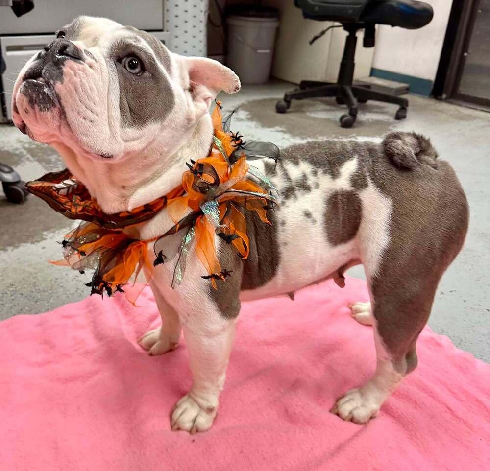 Cookie, a Adopted American Bulldog in Rathdrum, ID image 4/5