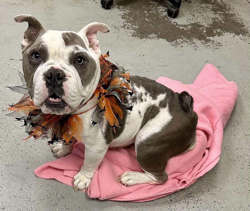 Cookie, a Adopted American Bulldog in Rathdrum, ID image 5/5