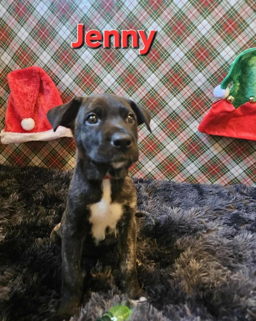 Enlarge Jenny, a Adopted mixed breed in Valparaiso, IN image 1/1