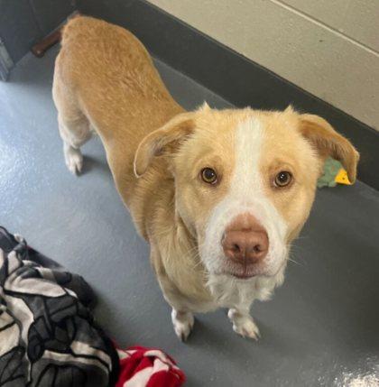 Cash, Adoptable, Adult Male Labrador Retriever & Mixed Breed.