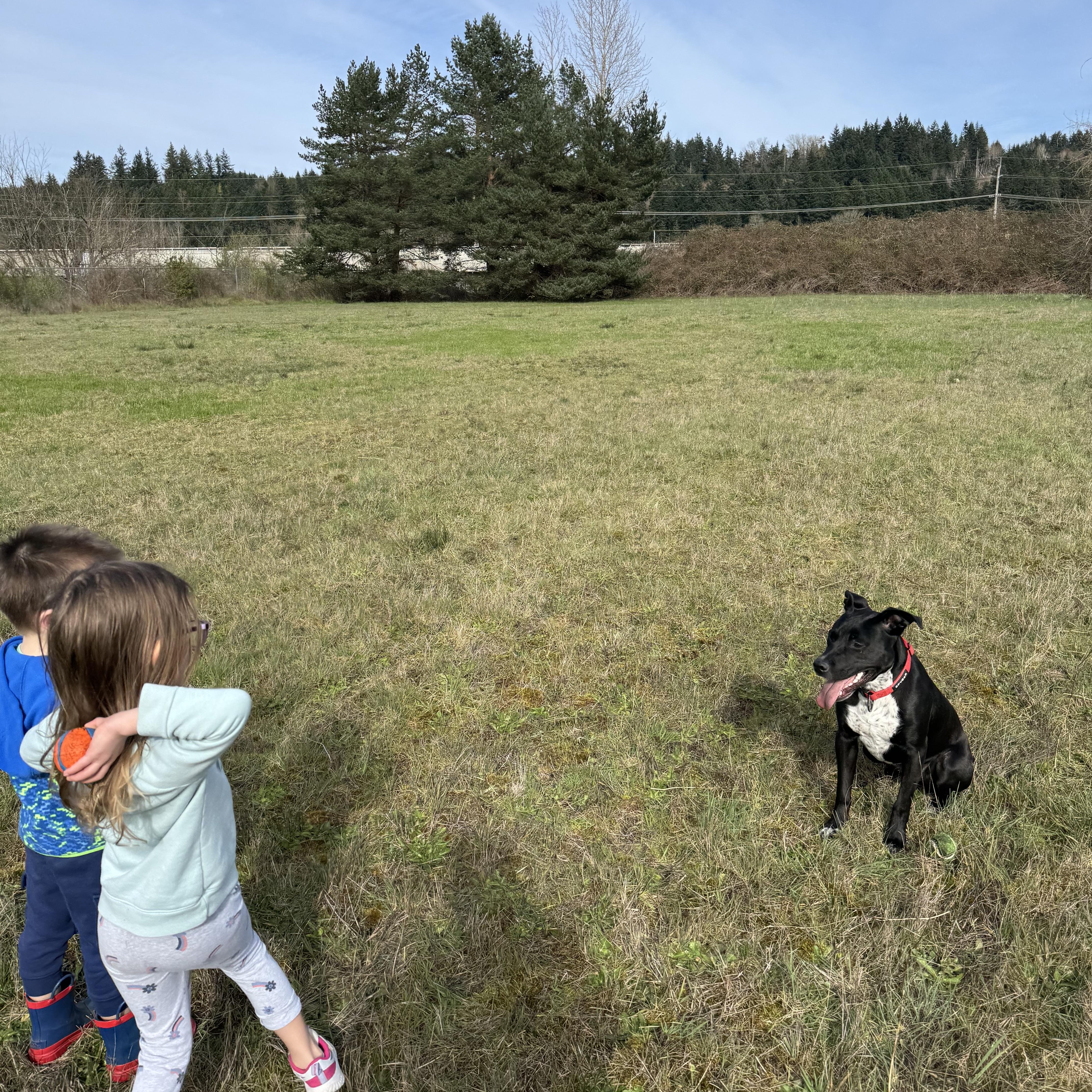 Enlarge Bean , a Adoptable mixed breed in Wenatchee, WA image 3/6
