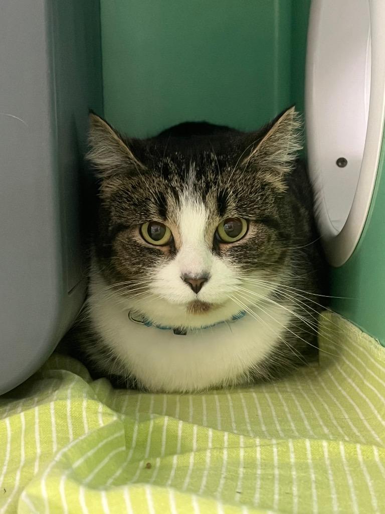 Enlarge Missy, a Adoptable Domestic Short Hair in Utica, MI image 1/1