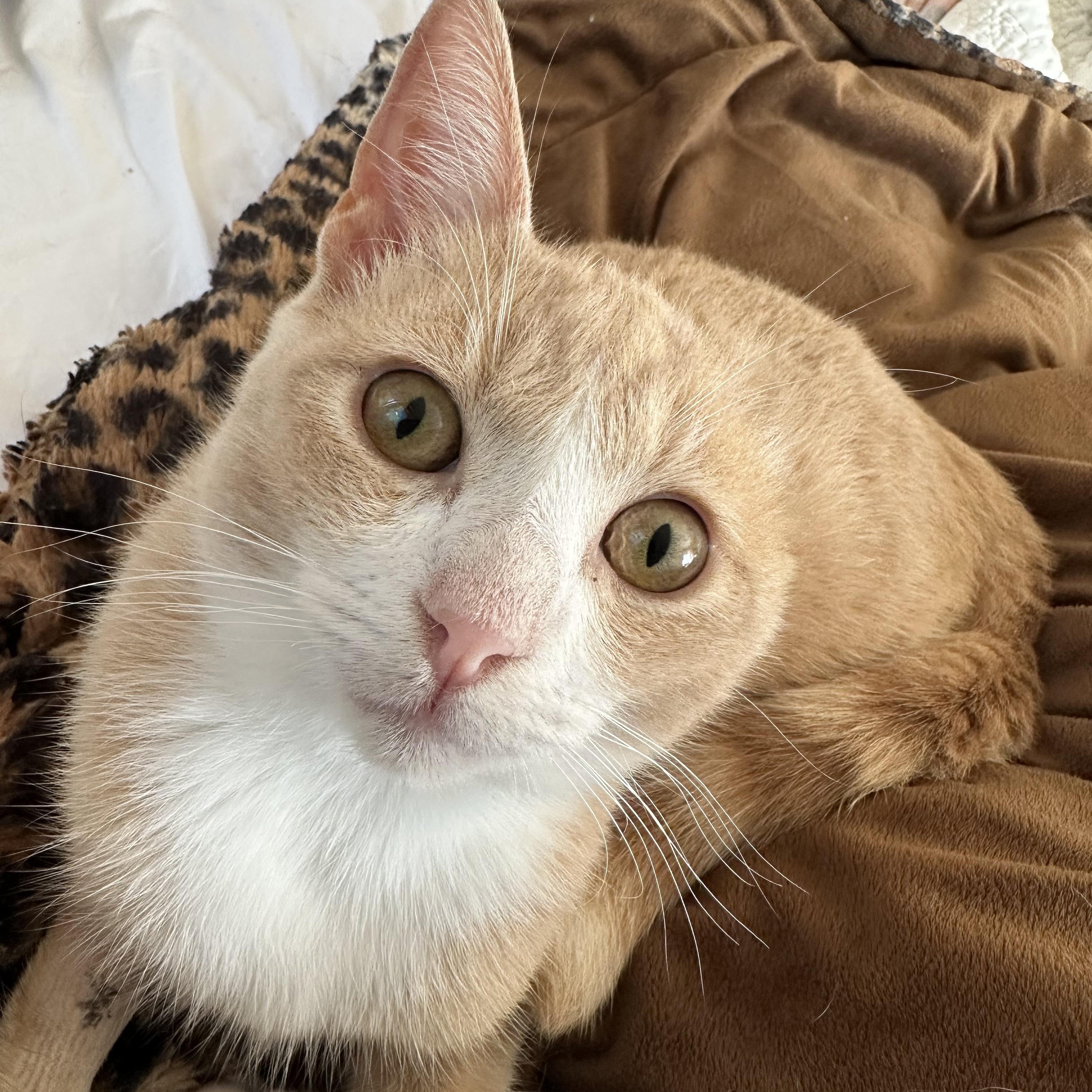 Sammy Van Gogh, Young Male Domestic Short Hair