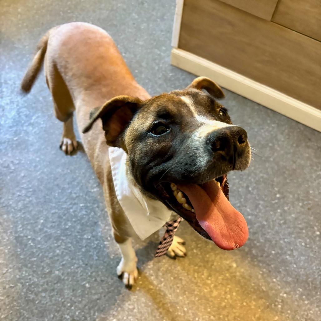 Blackbeard, Adoptable, Young Male Mountain Cur & Mixed Breed.