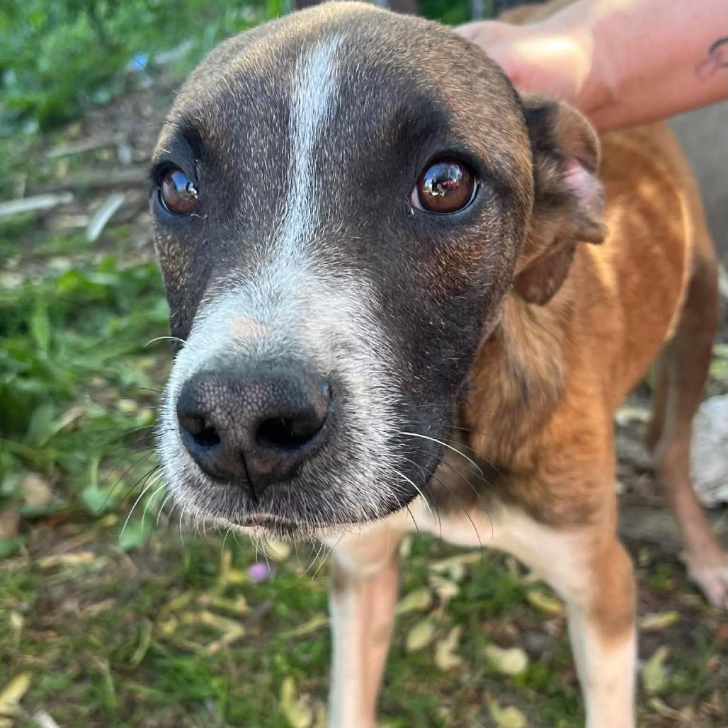 Blackbeard, a Adoptable mixed breed in Metamora, MI image 2/6