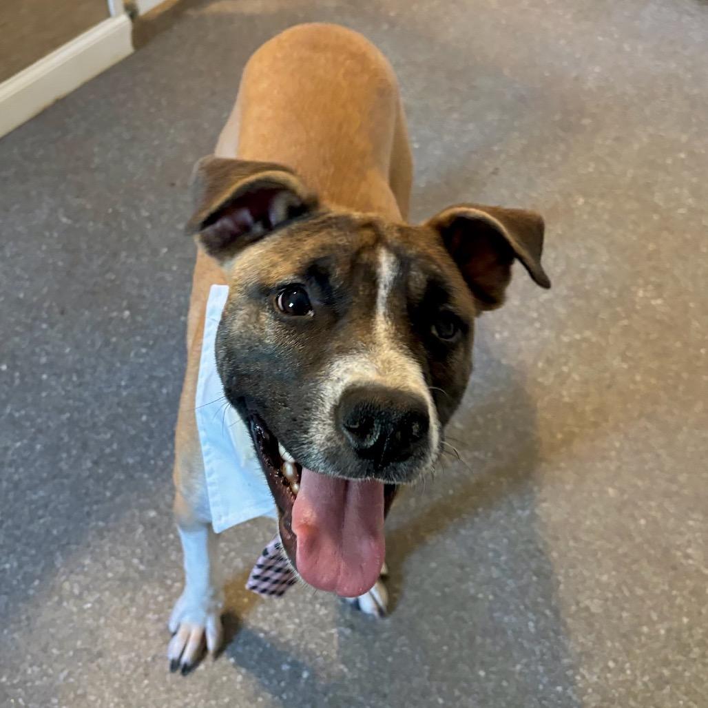 Blackbeard, a Adoptable mixed breed in Metamora, MI image 3/6