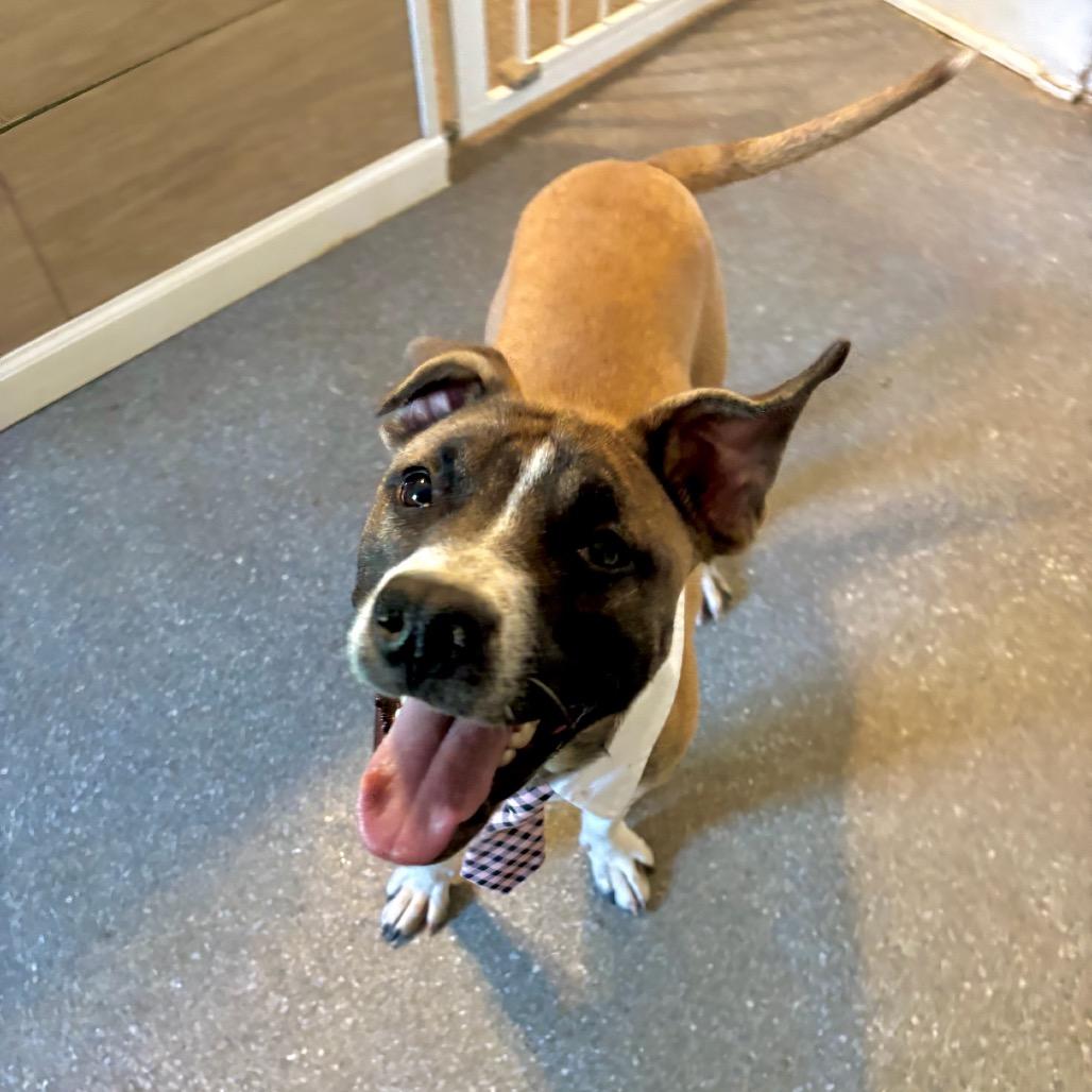 Blackbeard, a Adoptable mixed breed in Metamora, MI image 4/6