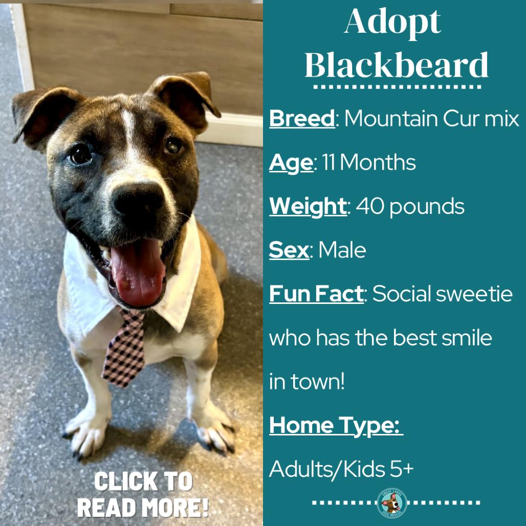 Blackbeard, a Adoptable mixed breed in Metamora, MI image 5/6