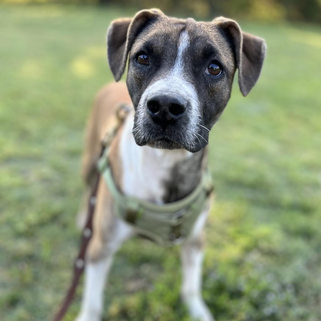 Blackbeard, a Adoptable mixed breed in Metamora, MI image 6/6