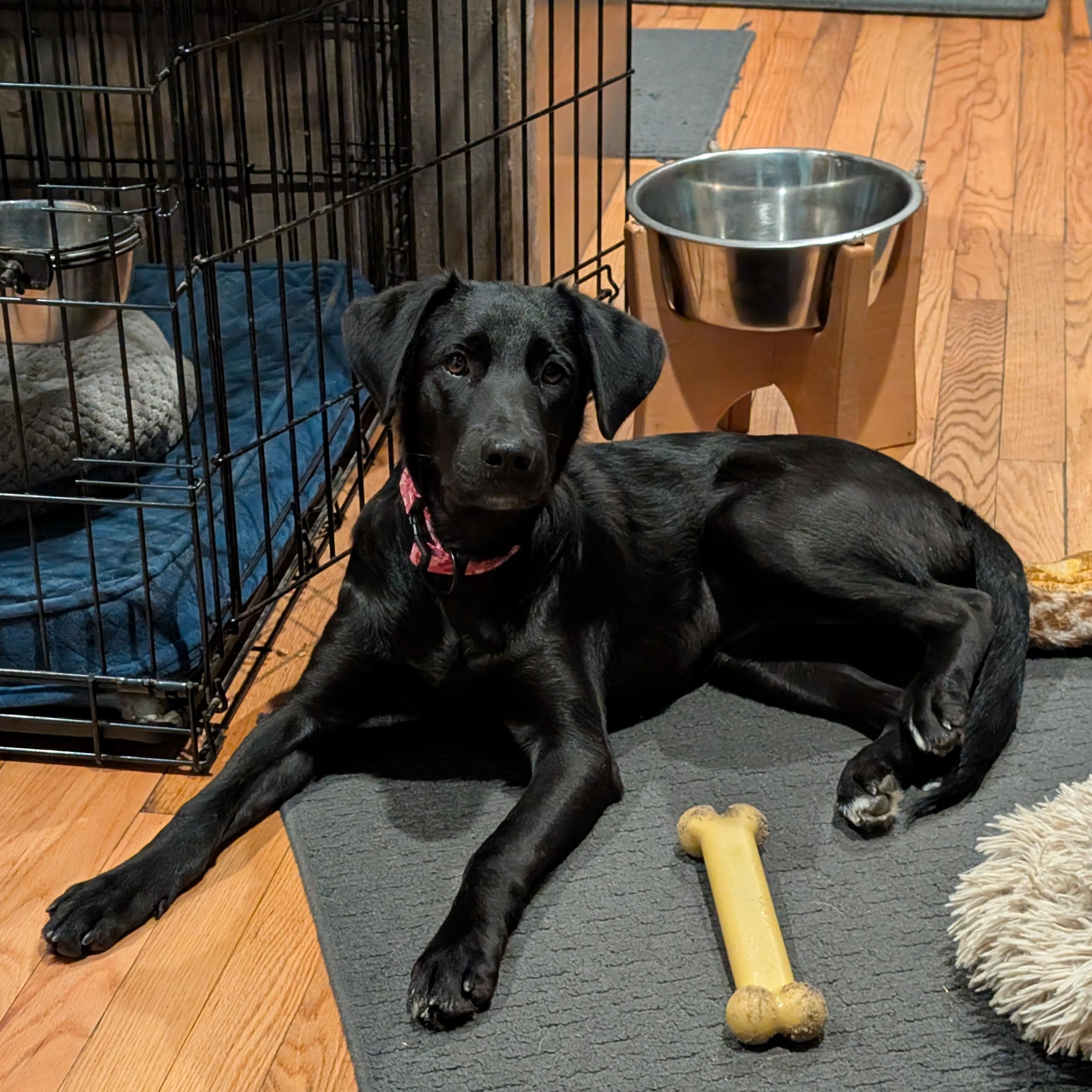 Enlarge Midnight, a Adoptable Mixed Breed in Burlington, VT image 1/6