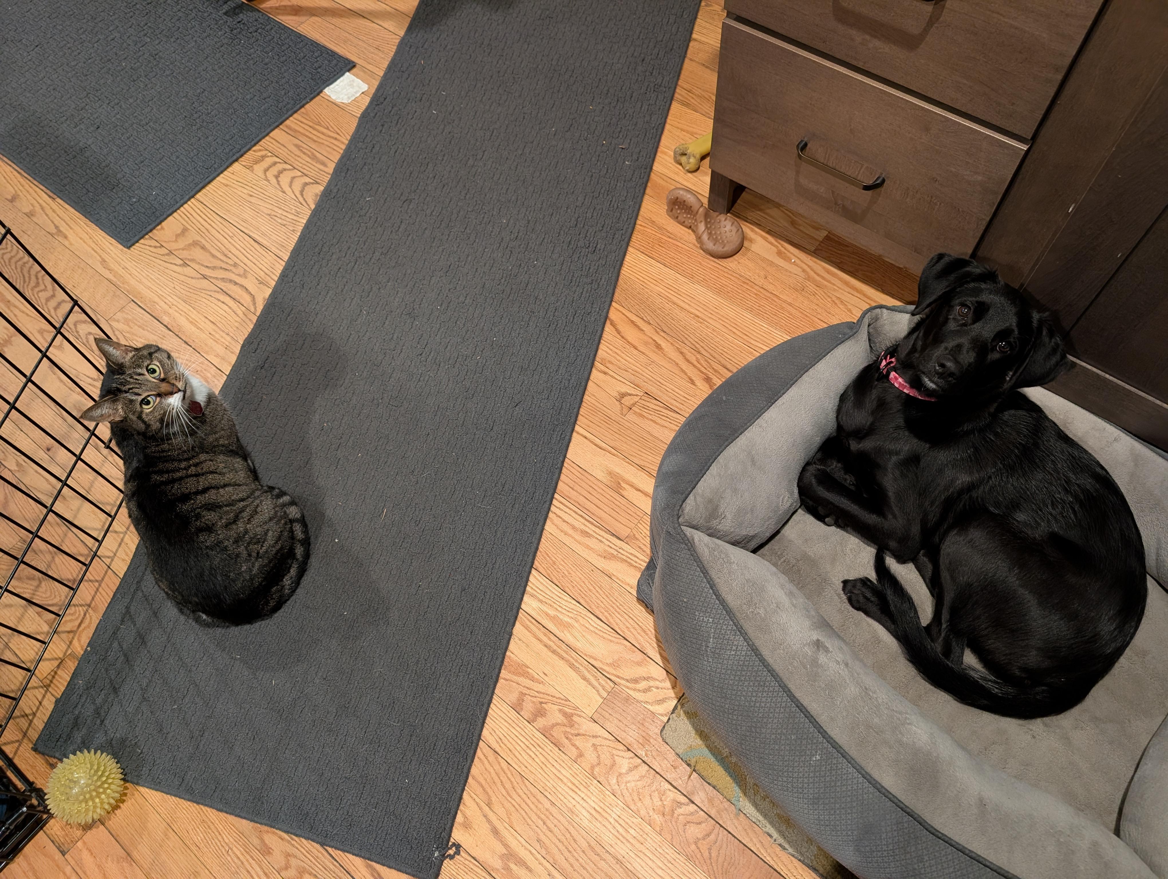 Enlarge Midnight, a Adoptable Mixed Breed in Burlington, VT image 6/6